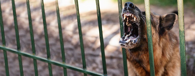 How to Train a German Shepherd to Bark at Strangers